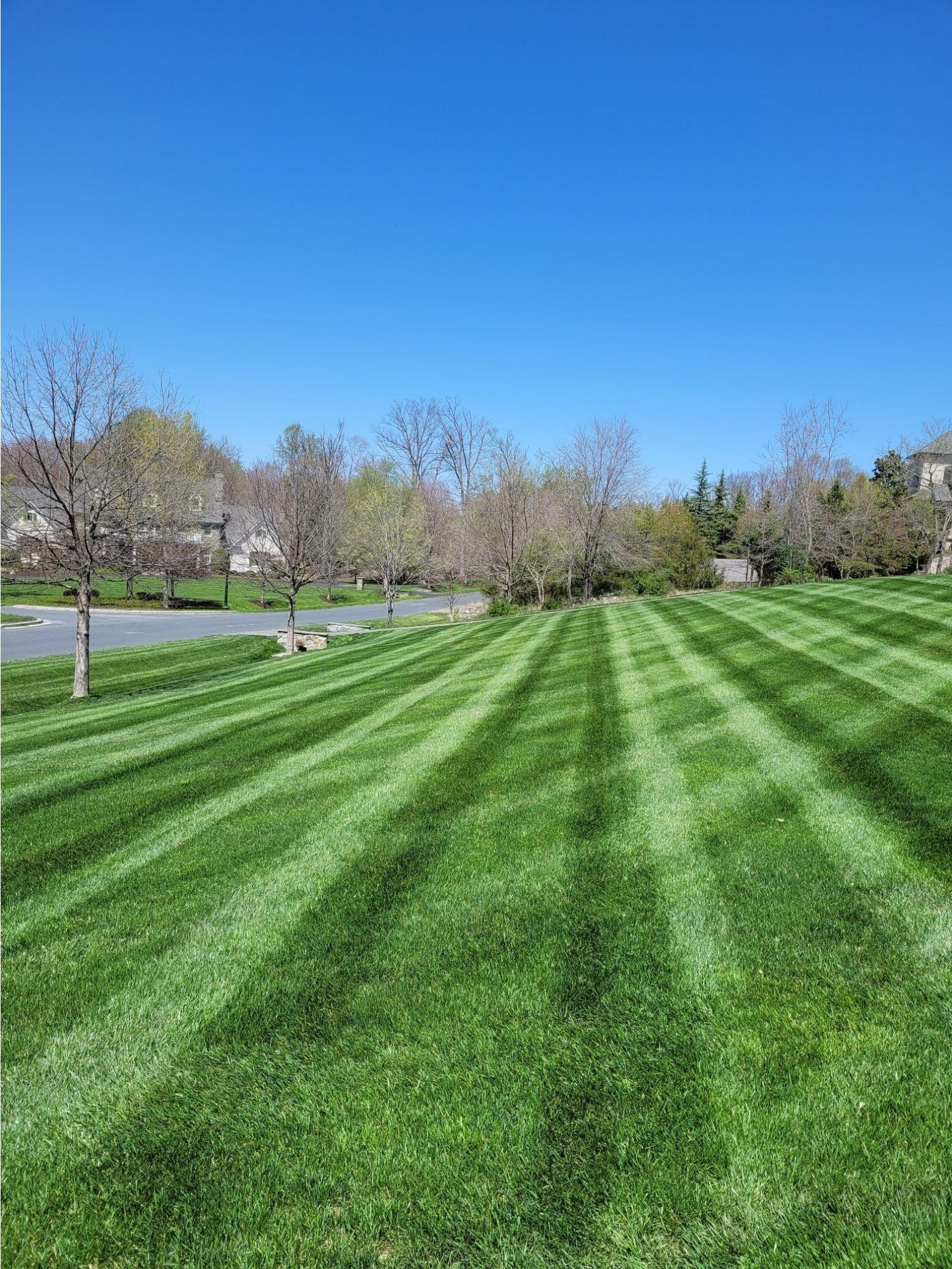 Professional Lawn Care